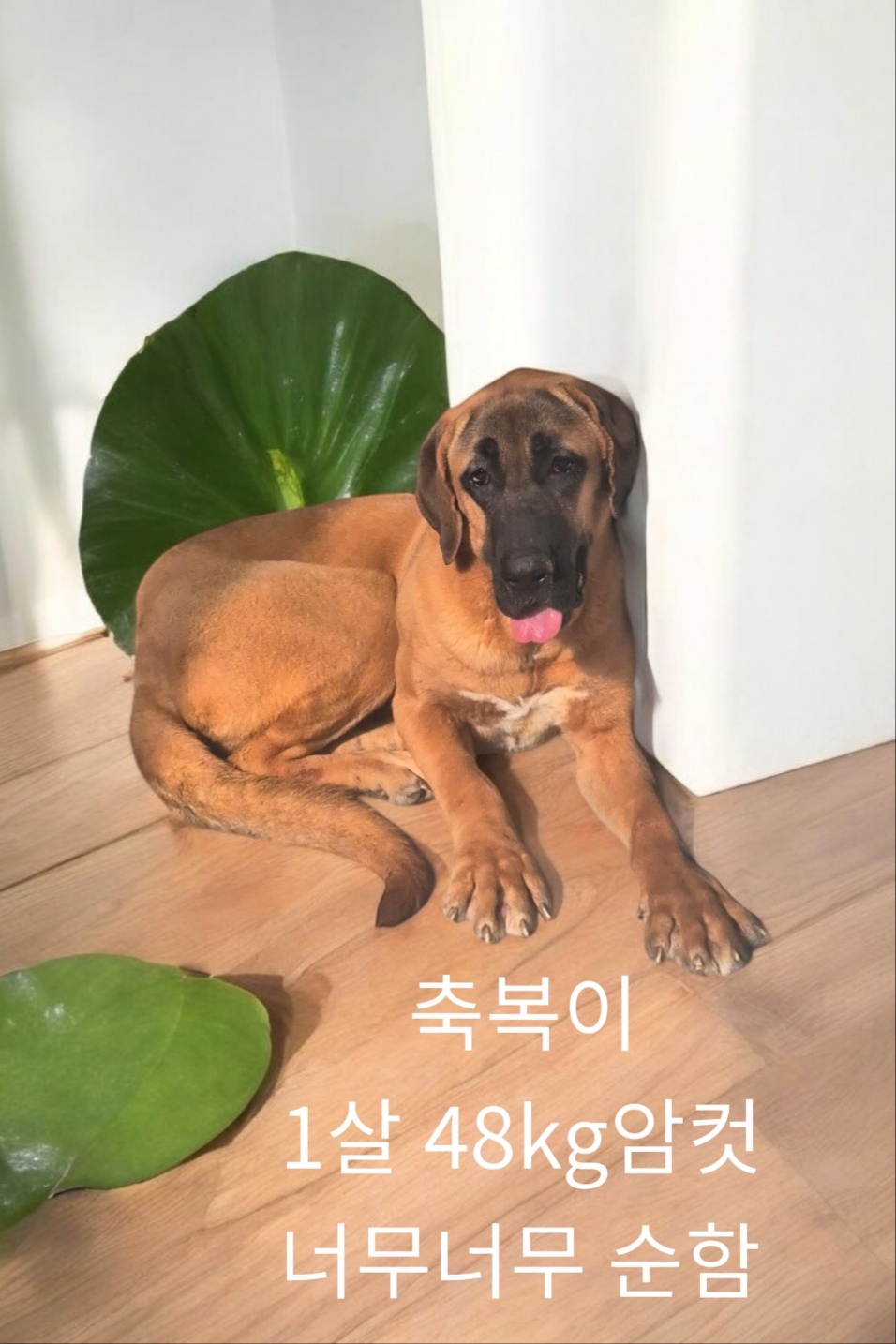 불마스티프 이미지 파일 입니다.
